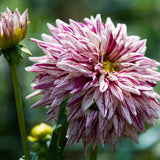 Dahlia - Blackberry Ripple
