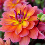 Dahlia - Firepot