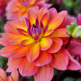 Dahlia - Firepot