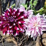Dahlia - Giant Blooming Dinnerplate Mix