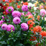 Dahlia - Giant Blooming Dinnerplate Mix
