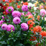Dahlia - Giant Blooming Dinnerplate Mix