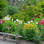 Dahlia - Giant Blooming Dinnerplate Mix