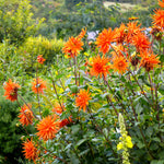 Dahlia - Orange Marmalade