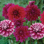 Dahlia - Thomas Edison