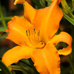 Daylily - Primal Scream