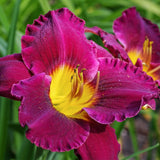 Daylily - Bela Lugosi