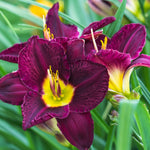 Daylily - Bela Lugosi