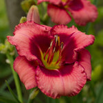 Daylily - Dan Mahony