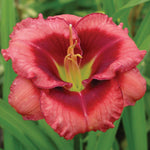 Daylily - Dan Mahony