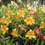 Daylily - EveryDaylily™ Punch Yellow®