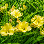 Daylily - Fragrant Returns