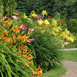 Daylily - Kitchen Sink Breeder's Mix