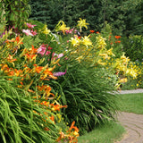 Daylily - Kitchen Sink Breeder's Mix