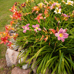 Daylily - Kitchen Sink Breeder's Mix