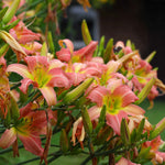 Daylily - Kitchen Sink Breeder's Mix