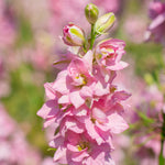 Delphinium - Giant Cottage Style Mix