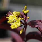 Bloomin' Easy® - Diervilla Nightglow® - 4" Potted Rocketliners®