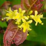 Bloomin' Easy® - Diervilla Nightglow® - 4" Potted Rocketliners®
