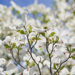 Dogwood Tree - Ornamental