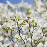 Dogwood Tree - Ornamental