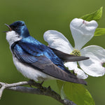 Dogwood Tree - Ornamental
