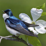 Dogwood Tree - Ornamental