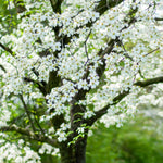 Dogwood Tree - Ornamental