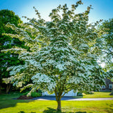 Dogwood Tree - Ornamental