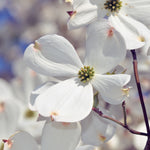 Dogwood Tree - Ornamental