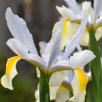 Dutch Iris - Mix - Mammoth Bulbs