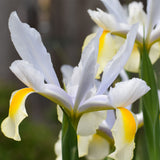 Dutch Iris - Mix - Mammoth Bulbs