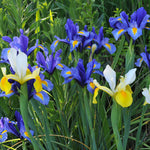 Dutch Iris - Mix