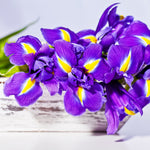Dutch Iris - Mix - Mammoth Bulbs