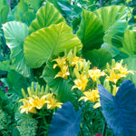 Elephant Ear - Jumbo Upright