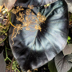 Elephant Ear - Black Coral