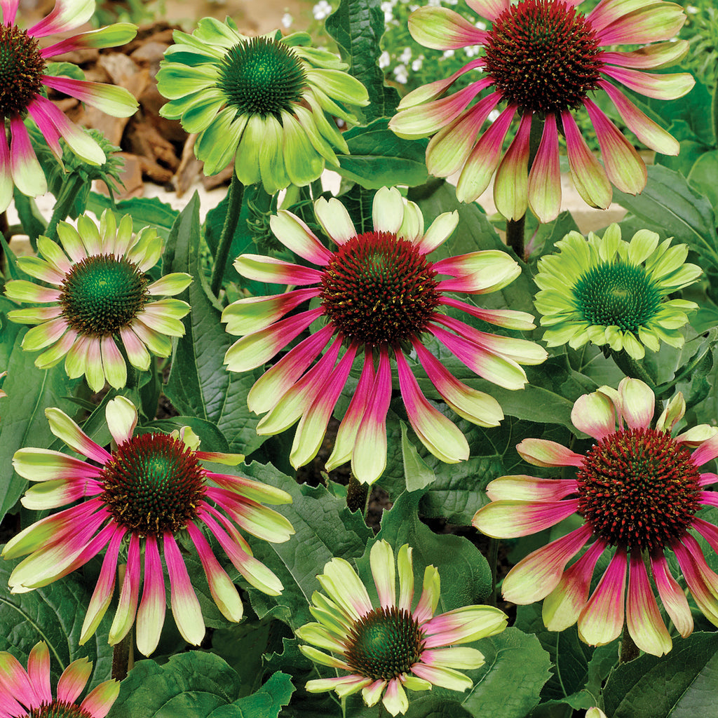green twister echinacea seeds Echinacea