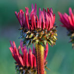 Echinacea - Fatal Attraction