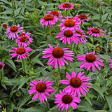 Echinacea - Fatal Attraction