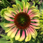 Echinacea - Green Twister