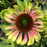 Echinacea - Green Twister
