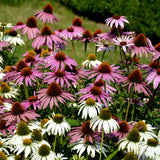 Echinacea - Coneflower Mix