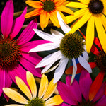 Echinacea - Coneflower Mix