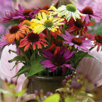 Color Your Garden Purple - Collection