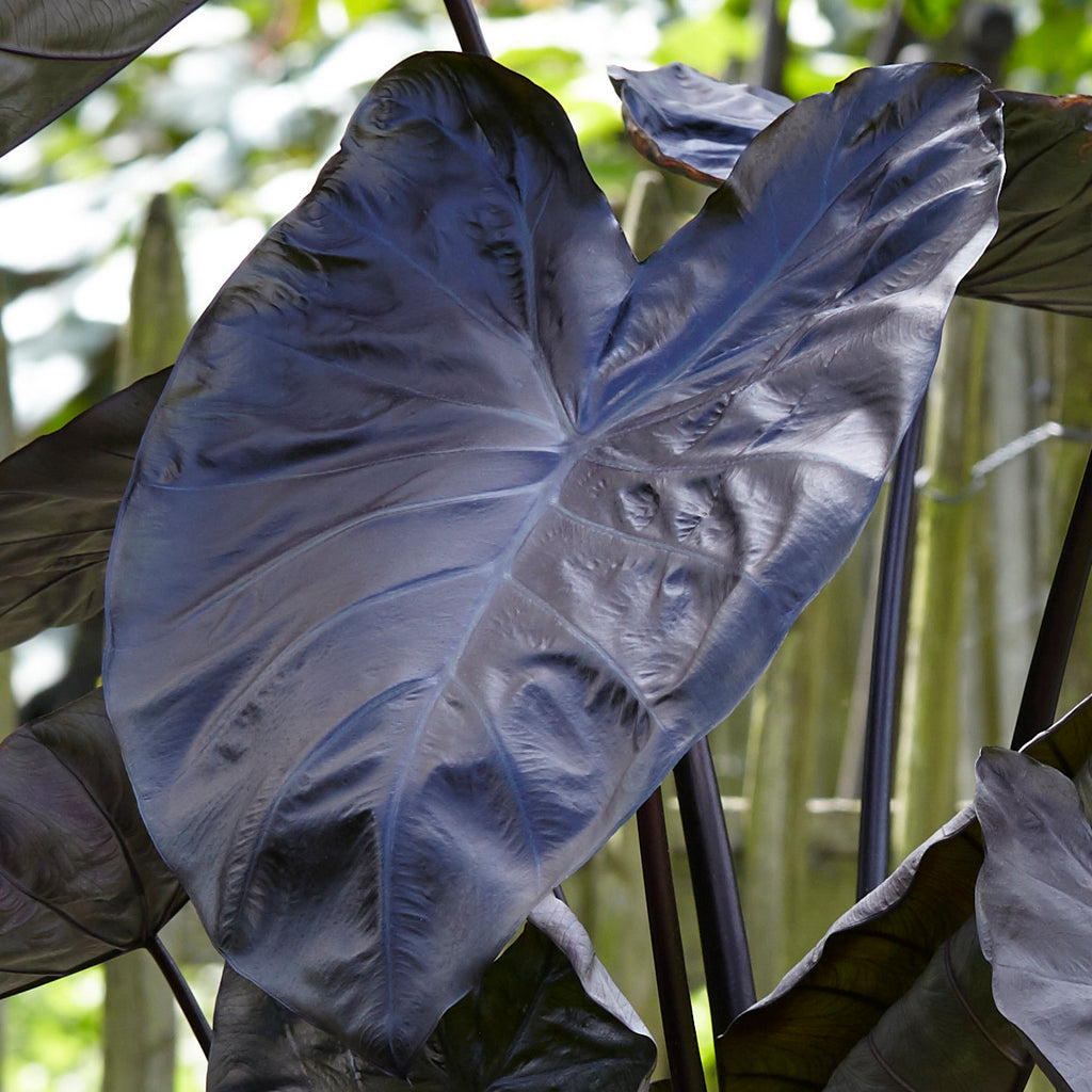 colocasia black coral elephant ear plant Elephant Ear