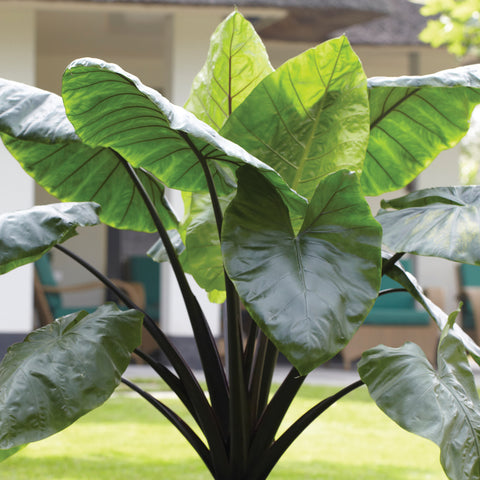 Elephant Ear - Black Stem Upright – Plantcetera