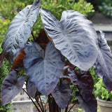 Elephant Ear - Diamond Head