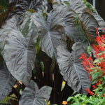 Elephant Ear - Diamond Head