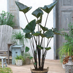 Color Your Garden Green - Collection