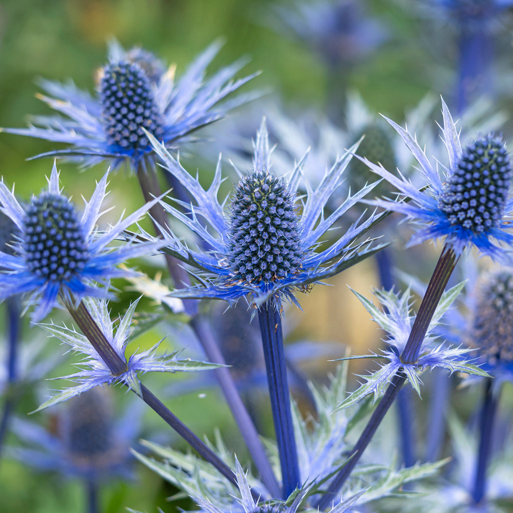 Sea holly deals